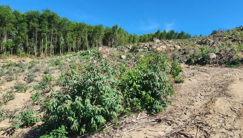 Gần 12ha rừng ở khoảnh 2a bị “xóa sổ” để trồng keo.