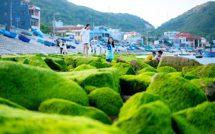 Khung cảnh xanh mướt ở bãi đá dưới chân kè chắn sóng Nhơn Hải (ảnh: Dũng Nhân).