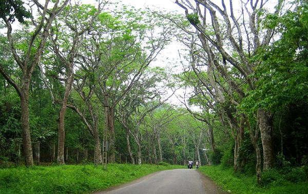 Cảnh đẹp hoang sơ của rừng nguyên sinh Cúc Phương, tỉnh Ninh Bình.