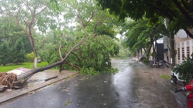 Nhiều cây cối bị ngã đổ tại Đà Nẵng do ảnh hưởng cảu bão gây mưa to, gió lớn