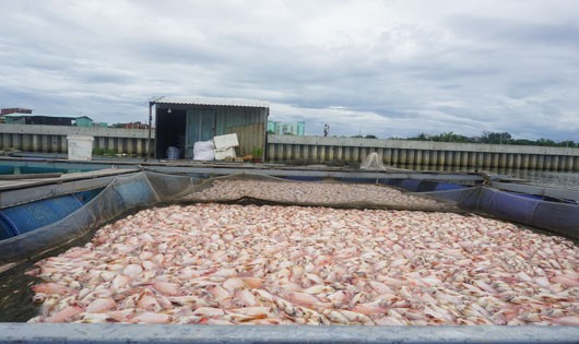 Hàng chục tấn cá chết trắng sông Cổ Cò