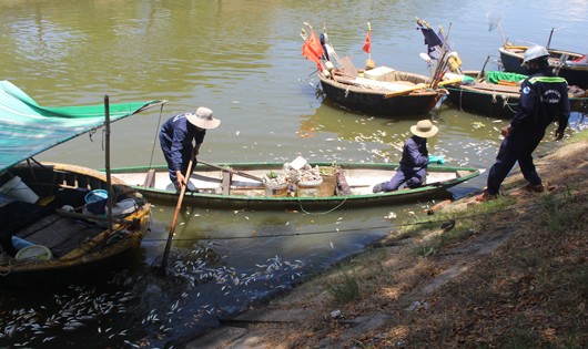 Lực lượng chức năng vớt cá trên kênh Phú Lộc
