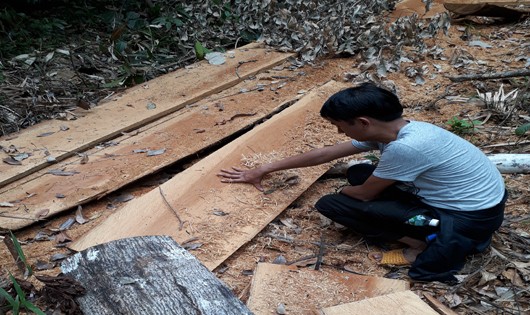Hiện trường vụ chặt phá rừng phòng hộ ở huyện Chư Sê (Gia Lai)