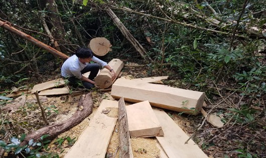 Hiện trường vụ phá rừng tại Kong Chiêng