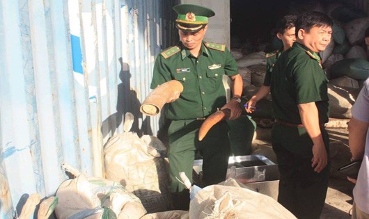 Số lượng ngà voi, vẩy tê tê bị phát hiện bắt giữ tại cảng Tiên Sa Đà Nẵng
