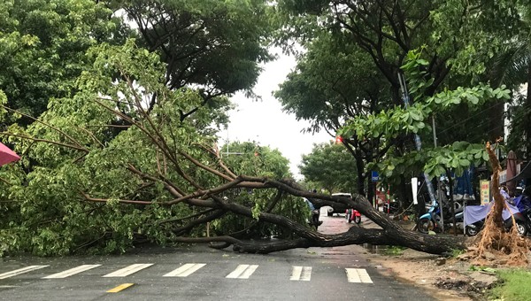 Cây xanh ngã đổ chắn ngang đường tại phường Nại Hiên Đông, quận Sơn Trà