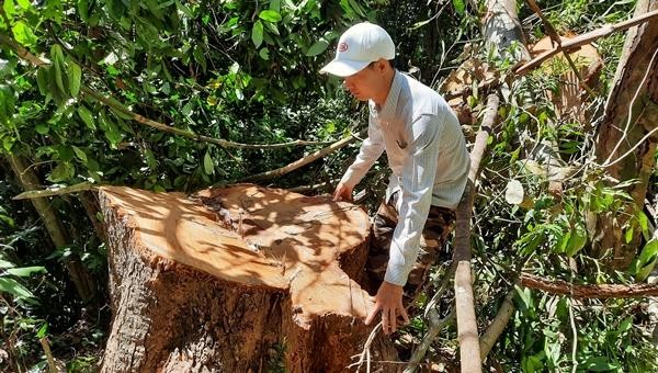 Một vụ phá rừng vừa được phát hiện tại huyện Bắc Trà My vào tháng 9/2021. 
