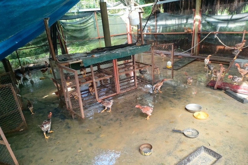 Quá trình thực hiện dự án hỗ trợ gà, xã Bình Lâm đã không công khai trong nhân dân. 
