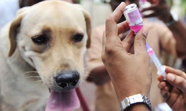 Tiêm vắcxin bệnh dại cho chó nuôi trong nhà