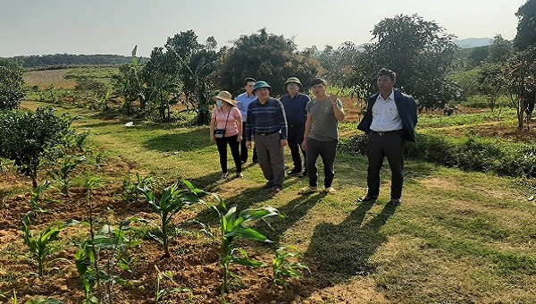 Ông Phan Văn Thanh- Chủ tịch UBND huyện Quảng Trạch thăm mô hình trồng cây ăn quả ứng dụng công nghệ cao ở xã Quảng Tiến.
