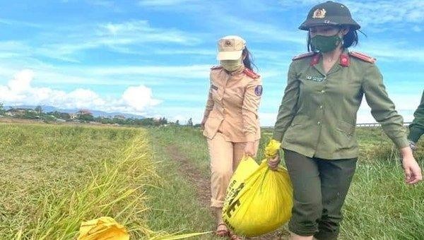 Hình ảnh nữ công an thu hoạch lúa giúp dân.