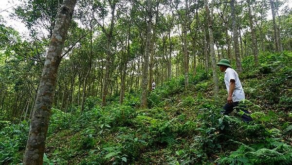 Người dân xã Hóa Sơn (Minh Hóa) trồng rừng bằng các giống cây rừng bản địa để nâng cao giá trị, bảo vệ môi trường