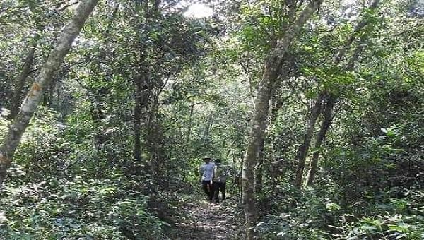 Lực lượng Ban Quản lý rừng phòng hộ Quảng Trạch thường xuyên tuần tra, kiểm tra bảo vệ rừng