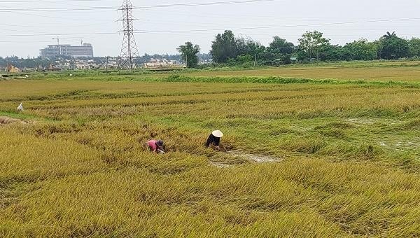 Người dân phường Quảng Thọ, thị xã Ba Đồn, khắc phục lúa ngã đỗ bằng cách buộc và dựng lại thành từng cụm.