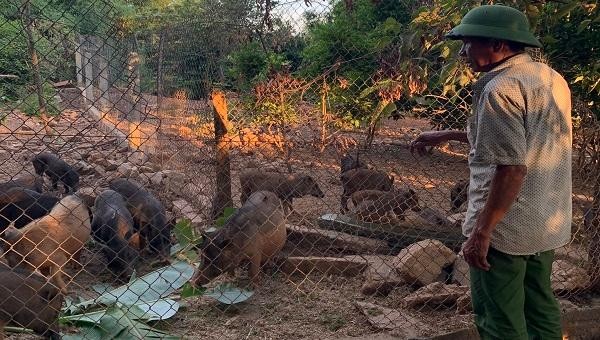 Ông Nguyễn Văn Trực đang chăm sóc đàn lợn rừng bên trang trại của mình.
