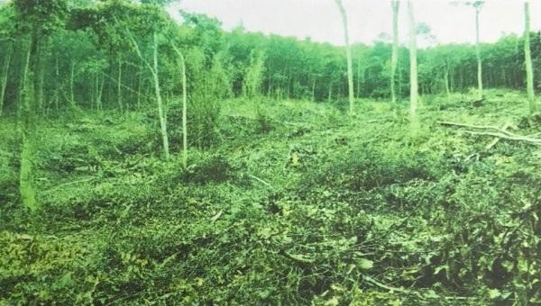 Vị trí cây bị chặt phát tại thửa đất số 290 thuộc thôn Sy, xã Hóa Phúc.