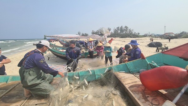 Nhiều thuyền phải huy động người thân dựng lều bạt ở bờ biển để gỡ cá.