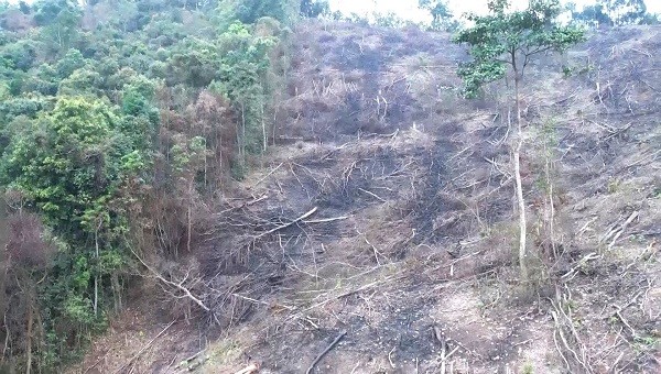 Một diện tích rừng giáp ranh giữa 2 huyện Minh Hóa và Tuyên Hoá bị xâm hại trái phép được phát hiện trong năm 2023.