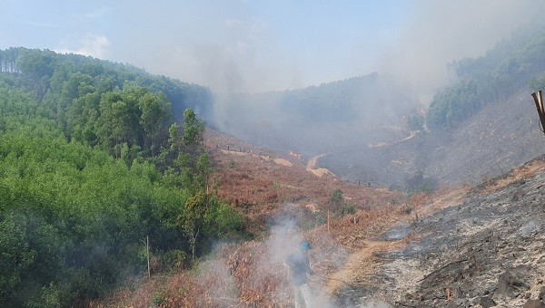 Hiện trường vụ cháy rừng keo ở xã Thanh Trạch, huyện Bố Trạch.