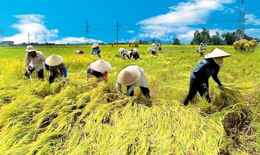 Công nghiệp Việt Nam thời TPP: Lo giữ “sân nhà” để  vươn sang “sân bạn”