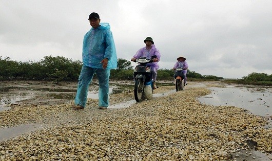  Ngao chết đổ đầy trên đường đi ra bãi triều tại xã Quảng Minh.