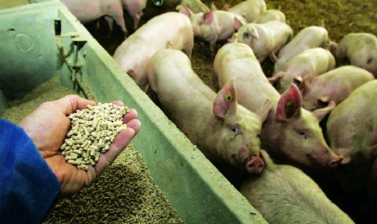 Thông tư cho phép sử dụng kháng sinh trong chăn nuôi dễ gây hiện tượng lạm dụng gây hậu quả đến sức khỏe con người và môi trường.