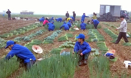 Một trong những khu vực sản xuất rau an toàn của VietRap.