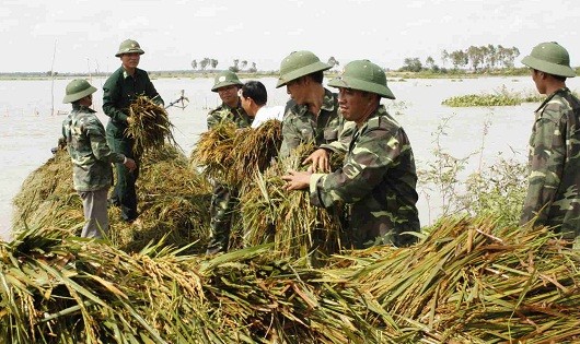Bộ đội giúp dân gặt lúa.