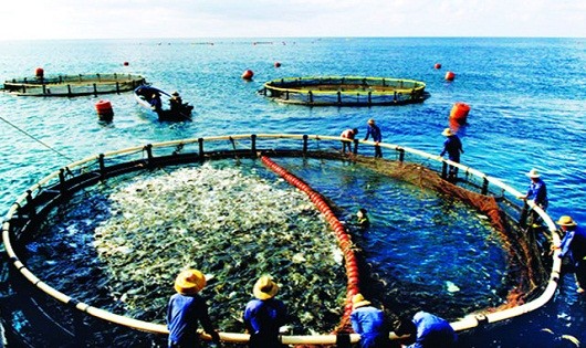 Khai thác hợp lý tài nguyên kết hợp bảo vệ môi trường biển và hải đảo.