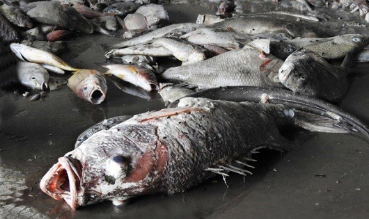 Không có chuyện “hàng loạt cá chết ở Lý Sơn do bị đầu độc”