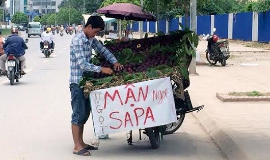Mận chính gốc Sa Pa khác hoàn toàn về hình thức lẫn giá so với mận Sa Pa đang được bán tại Hà Nội.