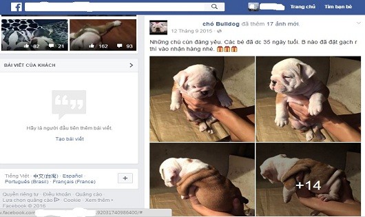 Một trang bán chó Bulldog trên facebook (Ảnh minh họa)