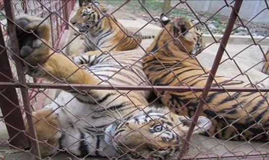 Nghệ An: “Đặt danh nghĩa bảo tồn vào tay đối tượng buôn bán hổ”