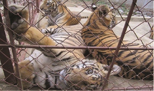 100% cơ sở gây nuôi thương mại nhập lậu động vật hoang dã