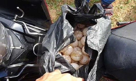 Số trứng vích bị trộm tại Vườn Quốc gia Côn Đảo. 
(Ảnh do Hạt Kiểm lâm Vườn quốc gia Côn Đảo cung cấp)