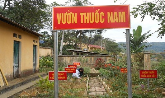 Đại diện Bộ Y tế cho rằng nhiều năm nay ở Việt Nam tồn tại tình trạng chỉ khai thác tận thu dược liệu mà không trồng mới.