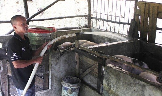 Anh Nguyễn Đình Thủy đầu tư chăn nuôi lợn và trồng rừng từ vốn vay ưu đãi.
