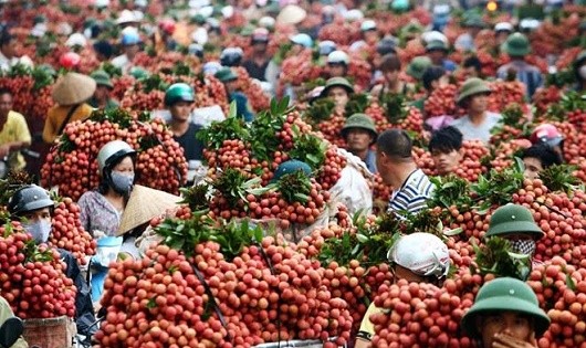 “Được mùa, mất giá” là thảm cảnh mà nông sản Việt luôn phải đối mặt.