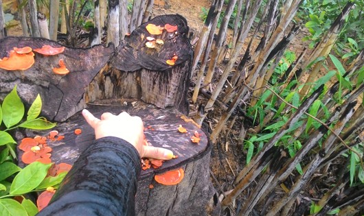 Hà Tĩnh: Hàng chục hecta rừng Phú Gia bị “triệt hạ” trái phép