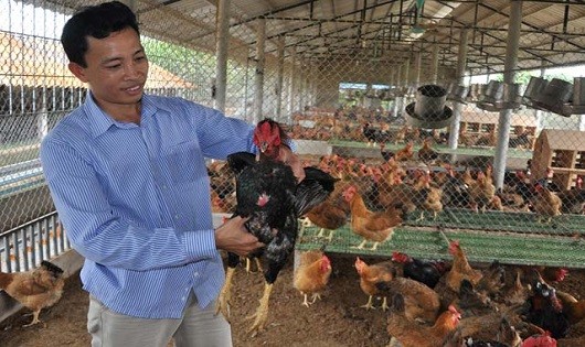 Nhờ nghề ấp nở, kinh doanh gà giống lai chọi, mỗi năm anh Dừa thu lãi hơn 2 tỷ đồng. Ảnh: Trần Quang