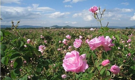 Sắp diễn ra Lễ hội Hoa hồng Bulgaria lớn nhất tại Việt Nam