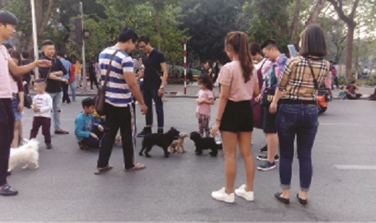 Đám đông chủ và chó tụ tập “giao lưu” tại phố đi bộ Hà Nội chiều chủ nhật 19/2.