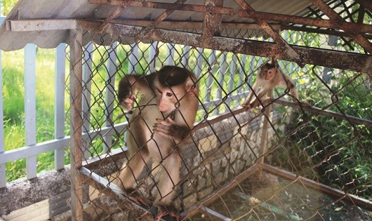 Hai cá thể khỉ đuôi lợn tại Lâm Đồng trước khi được giải cứu.Nguồn ảnh ENV