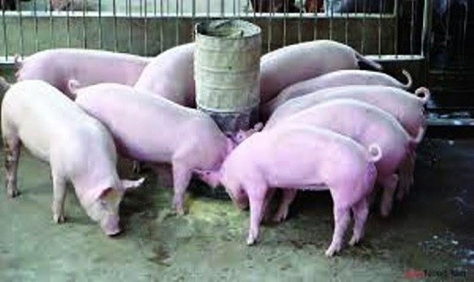 Giá heo thịt liên tục “tuột dốc” nên người chăn nuôi ở huyện Hoài Ân gặp nhiều khó khăn.