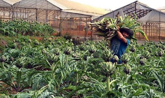 Cây dược liệu  atiso được trồng tại Đà Lạt. Ảnh: Internet
