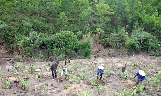 Đến năm 2020 Việt Nam phấn đấu có 14,4 triệu ha rừng các loại.