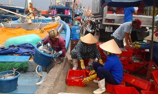 Cảng cá Thọ Quang vẫn nhộn nhịp với những tàu cá ra vào cảng.