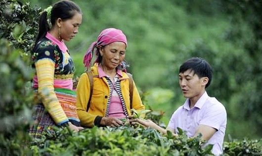 Trí thức trẻ Đinh Thế Anh, Phó Chủ tịch UBND xã Tà Xùa (Bắc Yên, Sơn La) hướng dẫn người dân trồng và thu hoạch chè.