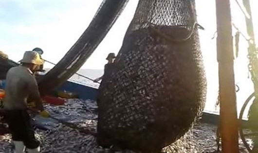 Quảng Bình: Truy quét 'hung thần' giã cào trên biển