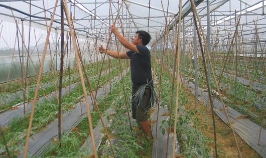 Những thanh niên trồng rau sạch trên vùng đất khó